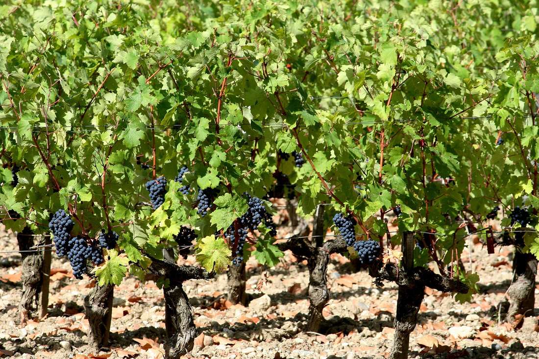 Le vin
